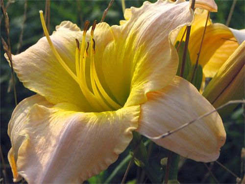 Day Lily