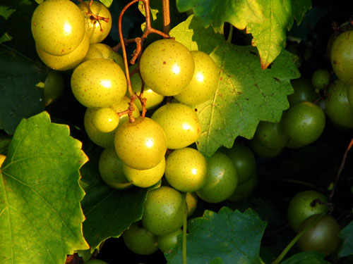 Grapes