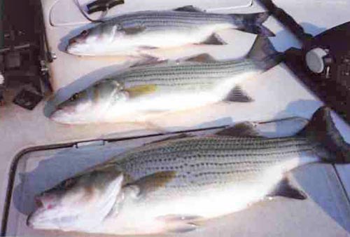 img: fish image